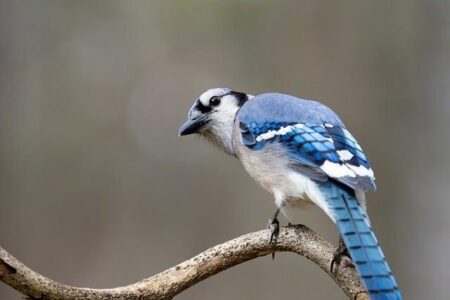 Bluejays Face Challenges at Heart of Iowa Golf Meet