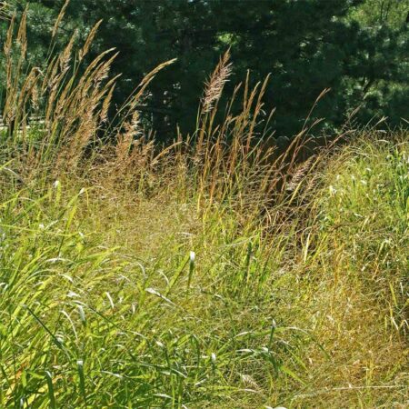 Escape Tall Grass Cleanly in One Shot