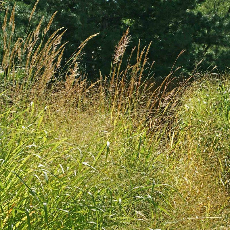 Escape Tall Grass Cleanly in One Shot
