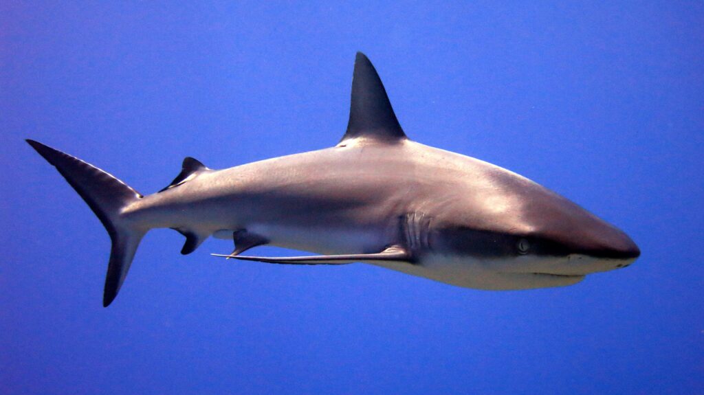 Sharks eye friends for backup goalie – Modesto Bee