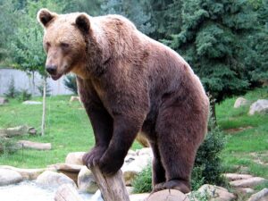 Bears Launch Their Season with a Bang at the Folds of Honor Collegiate Tournament