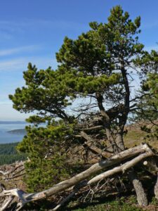 Discover Why Pine Coast Golf Bags Are This Year’s Ultimate Game-Changer