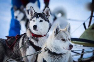 Thrilling Showdown: Chile and Raines Ignite Huskies at Diane Thomason Stadium