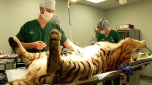 Tiger Triumphs: Groundbreaking Surgery Sparks Inspiring Comeback After Injury Setback