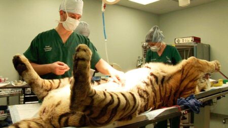 Tiger Triumphs: Groundbreaking Surgery Sparks Inspiring Comeback After Injury Setback
