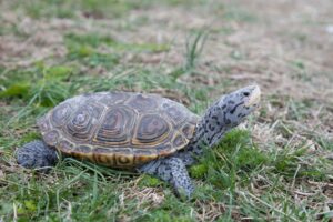 Terrapins Ready to Dominate the Quail Valley Showdown