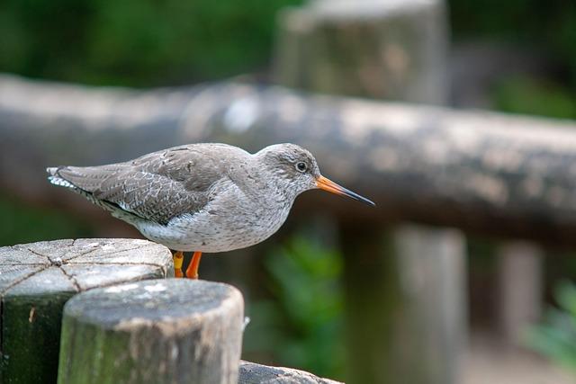 Avery Weed Secures a Coveted Spot on the Fall ANNIKA Award Watch List