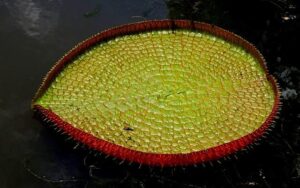 Highlights: Schaper wins Mauritius Open in play-off with Gerard