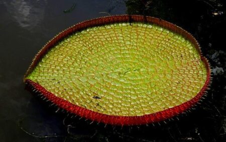 Schaper Triumphs in a Thrilling Play-Off to Win Mauritius Open Title Over Gerard