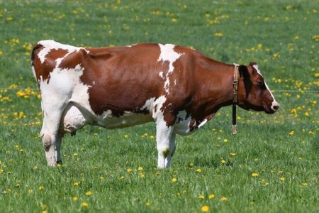 Garcia Bursts Onto DP World Tour Scene as Scotland’s Hill Takes Commanding Lead