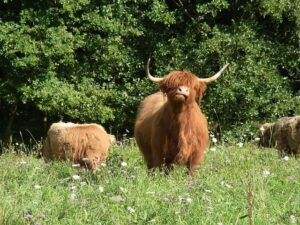 Schott Triumphs in Thrilling Playoff Showdown to Win Bahrain Championship