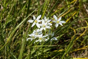 Justin Thomas Poised for Triumphant Comeback at TGL Ahead of PGA TOUR Season Opener