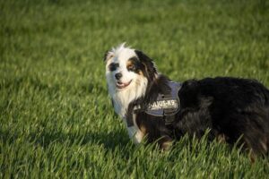 Berger Squanders Huge Lead as Bhatia Seals Thrilling PGA Tour Playoff Victory