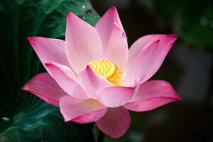 Lyla Louderbaugh Earns Big 12 Player of the Week Honor – kuathletics.com