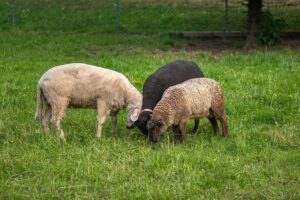 How Do I Stop Three Putting?