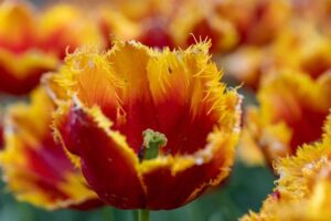 Cummins Triumphs with Medal Wins in the Thrilling Larry and Wally Edgell Showdown in Brunswick