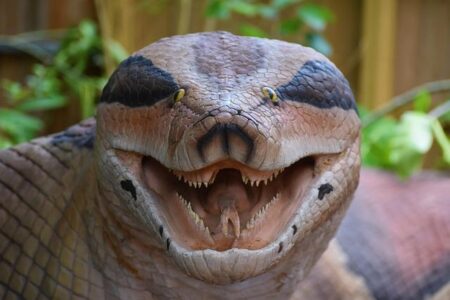 Scheffler Shocks Fans with Unexpected Withdrawal from Houston Open