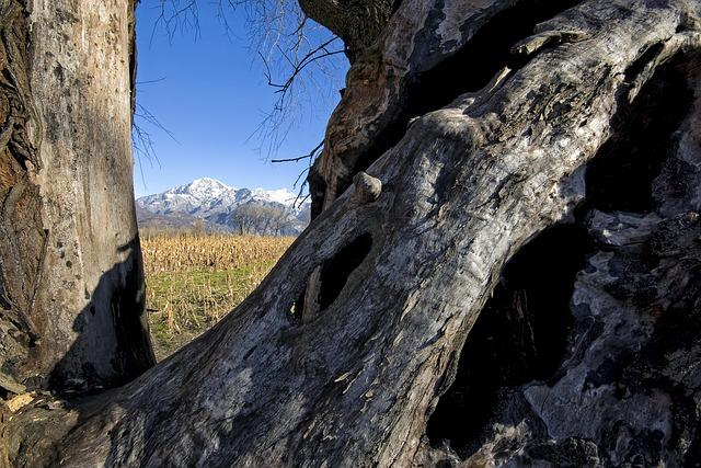 Golf club’s dismay after vandal cuts down century-old tree – Bring Me The News