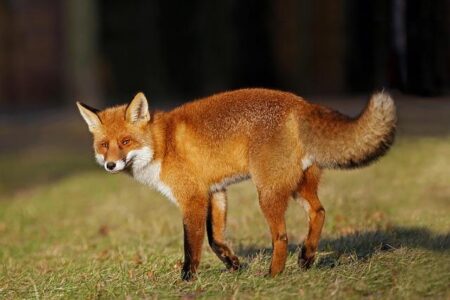 Sneaky Fox Caught Red-Handed Stealing Golf Balls at Chaska Town Course