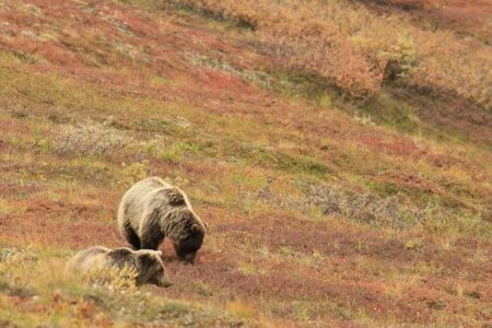 Mother Bear Found with Her Cubs on New Mexico Golf Course Dies During Capture – People.com Mother Bear Found with Her Cubs on New Mexico Golf Course Dies During Capture – People.com