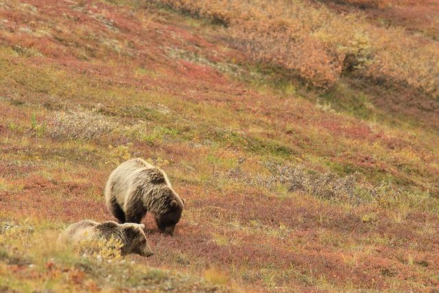 Mother Bear Found with Her Cubs on New Mexico Golf Course Dies During Capture – People.com Mother Bear Found with Her Cubs on New Mexico Golf Course Dies During Capture – People.com